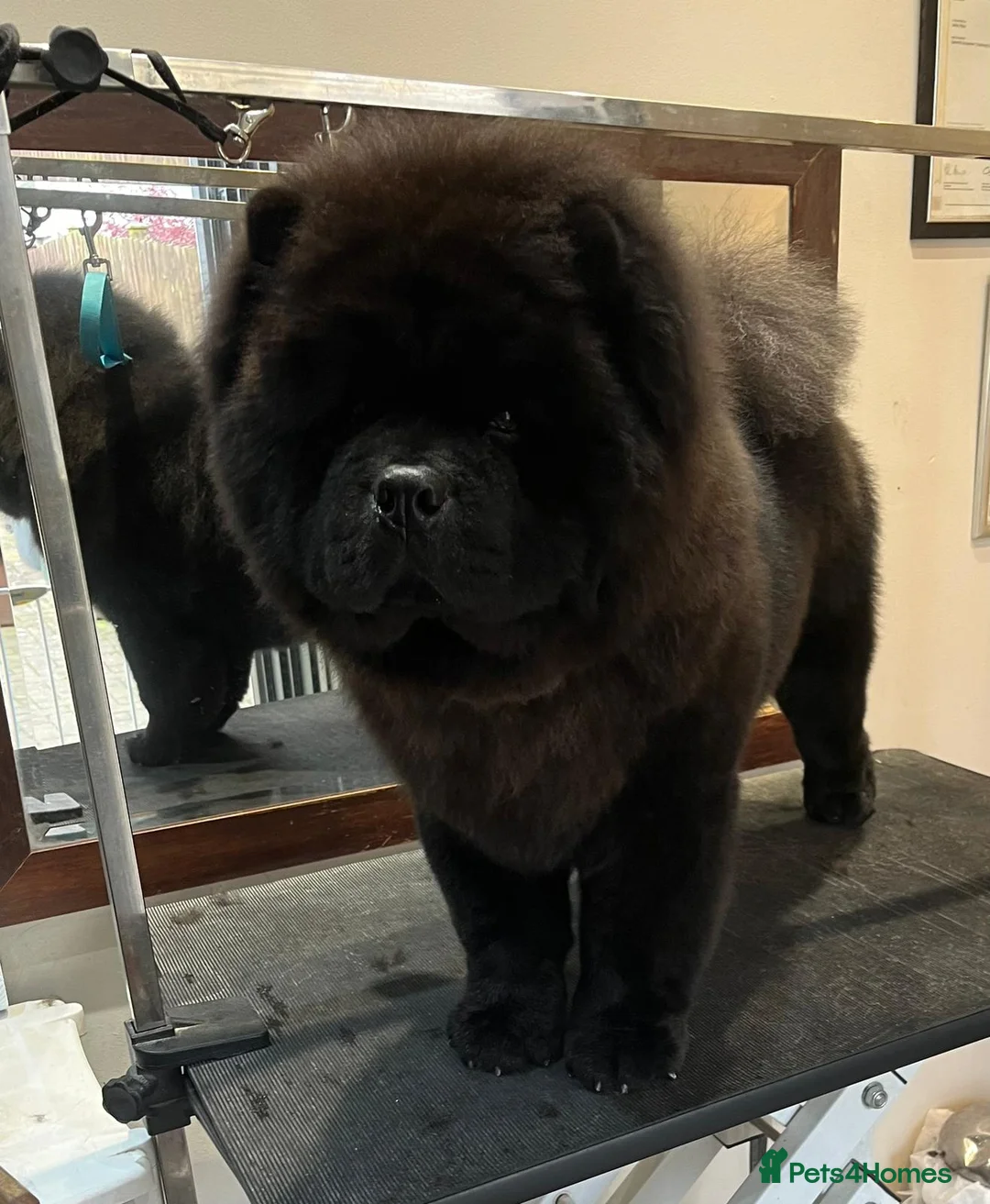 Chow Chow dogs for stud: Chow chow male ready for stud  in Bradford - Advert 1
