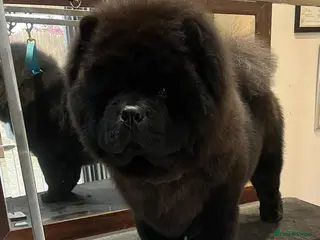 Chow Chow dogs Chow chow male ready for stud in Bradford - Advert 3