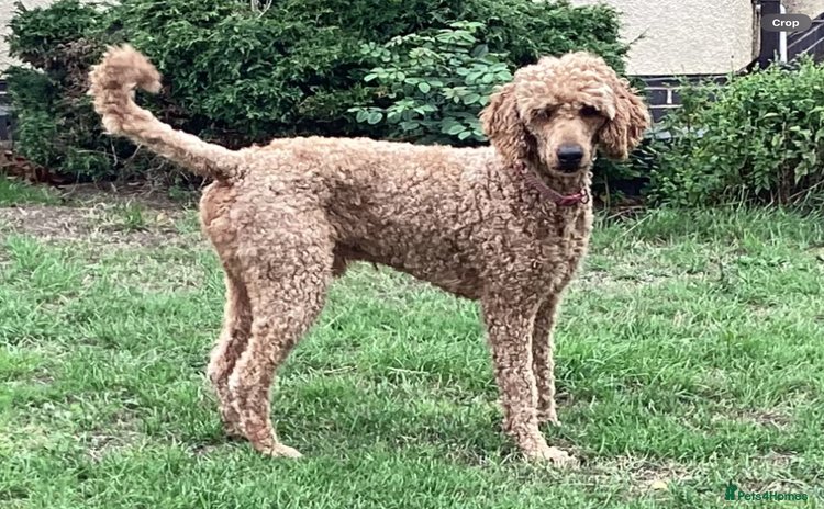 Standard Poodle dogs - Advert 3