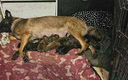 Belgian Shepherd Dog dogs for sale: Belgian malinois puppies  - Image 3