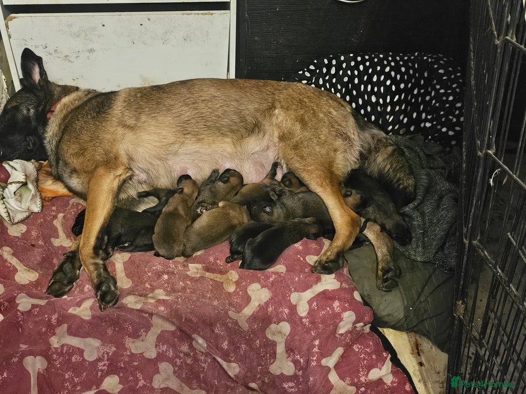Belgian Shepherd Dog dogs for sale: Belgian malinois puppies  - Image 3