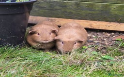 Guinea Pig rodents for sale: Brown Guinea pigs twin male comes with indoor cage - Image 3