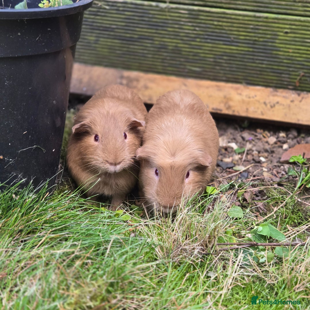 Guinea Pig rodents for sale: Brown Guinea pigs twin male comes with indoor cage - Image 3