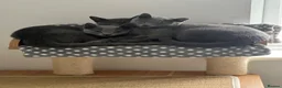 Russian Blue cats for sale: 🐾GCCF Russian Blue Male Cat   🐾 - Advert 4