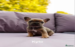 French Bulldog dogs for sale: Quality litter French Bulldogs - Image 13