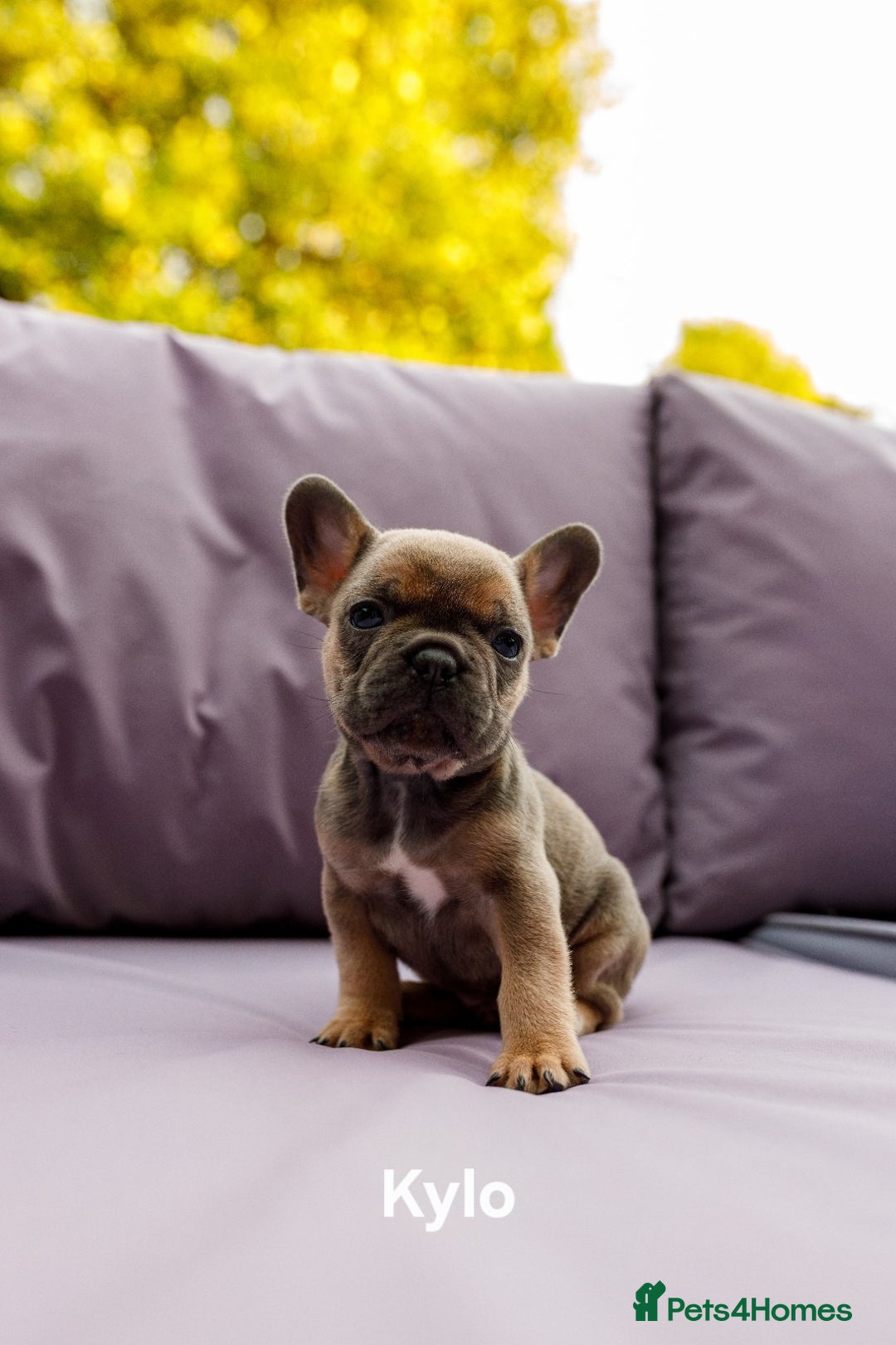 French Bulldog dogs for sale: Quality litter French Bulldogs - Image 13
