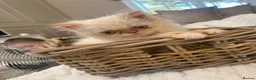 Persian cats for sale: Female flame point persian kitten - Advert 2