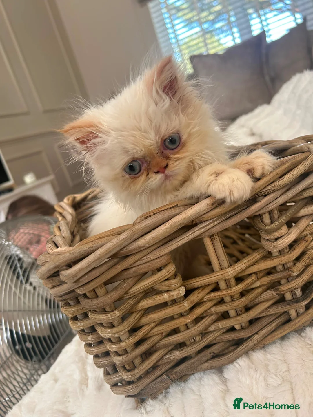 Persian cats for sale: Female flame point persian kitten - Advert 2