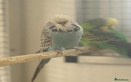 Budgerigars birds for sale: Selection of Budgies’s  - Advert 6