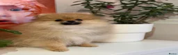 Pomeranian dogs for sale: KC Beautiful Pomeranian Puppies  - Advert 2