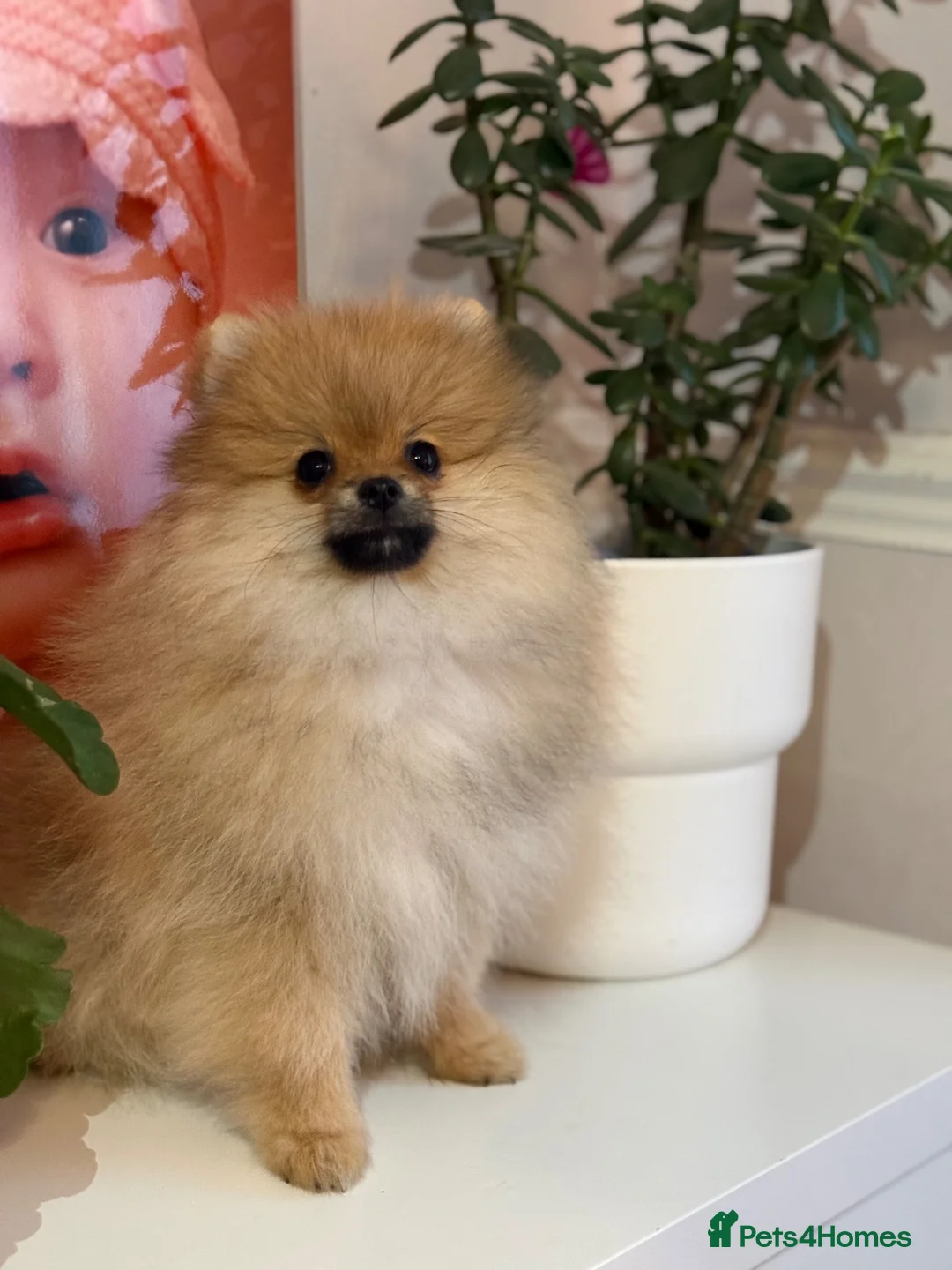 Pomeranian dogs for sale: KC Beautiful Pomeranian Puppies  - Advert 2
