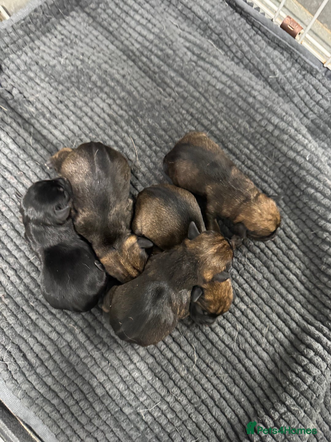 Border Terrier dogs for sale: Beautiful Border Terriers - Advert 4