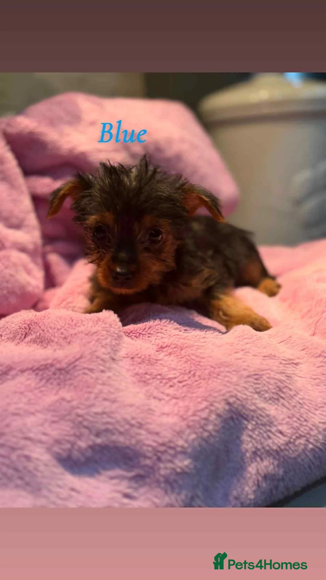 Yorkshire Terrier dogs for sale: Miniature Yorkshire terrier (1 boy remaining) 😊😃 - Advert 2