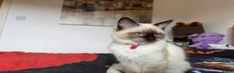 Ragdoll cats for sale: Ragdoll Kittens for Sale - Advert 25