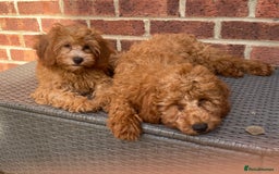 Maltipoo dogs for sale: Extensively DNA tested clear maltipoos - Image 4