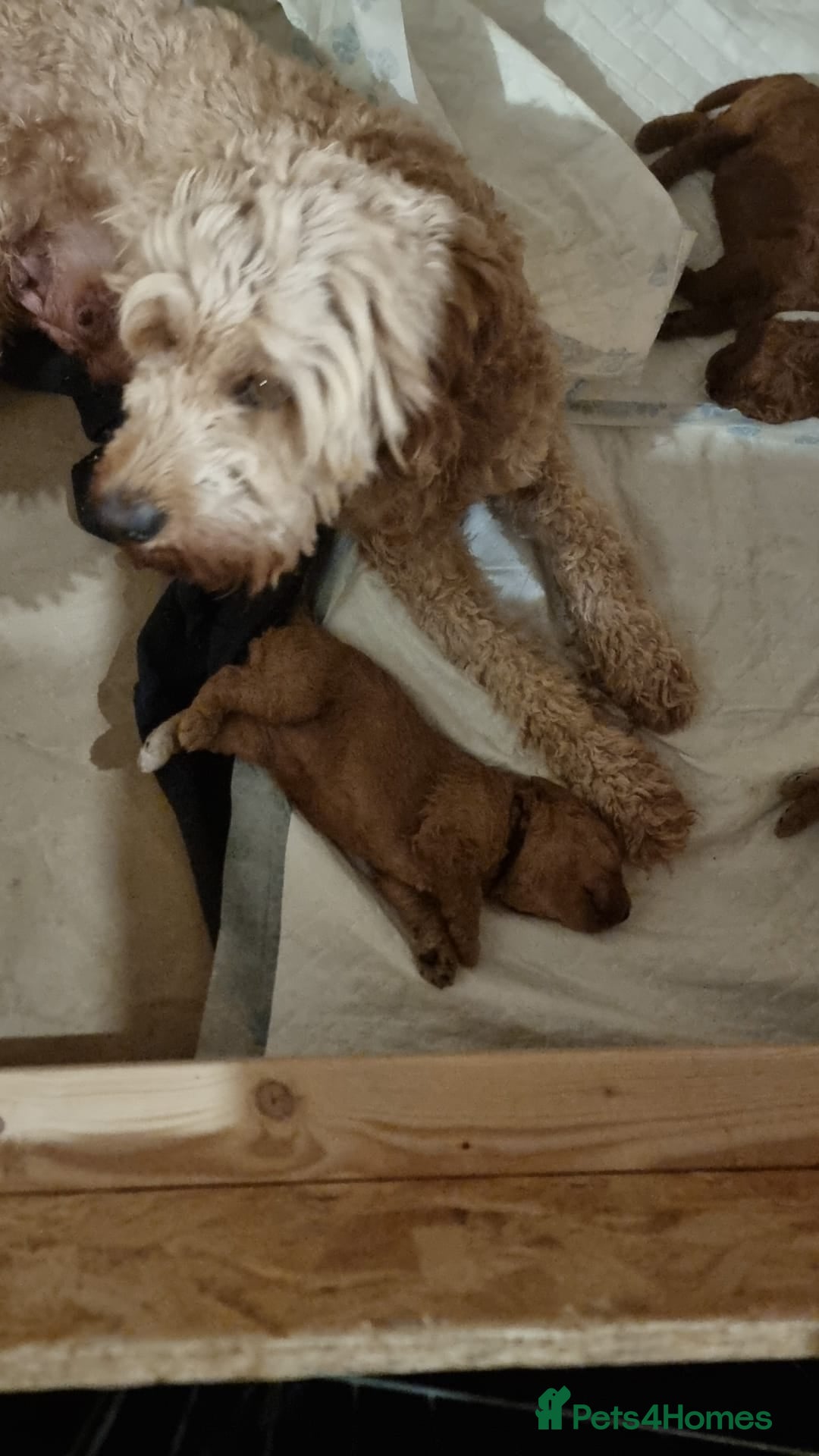 Goldendoodle dogs for sale: Waiting list - Miniature goldendoodle puppies   - Image 9