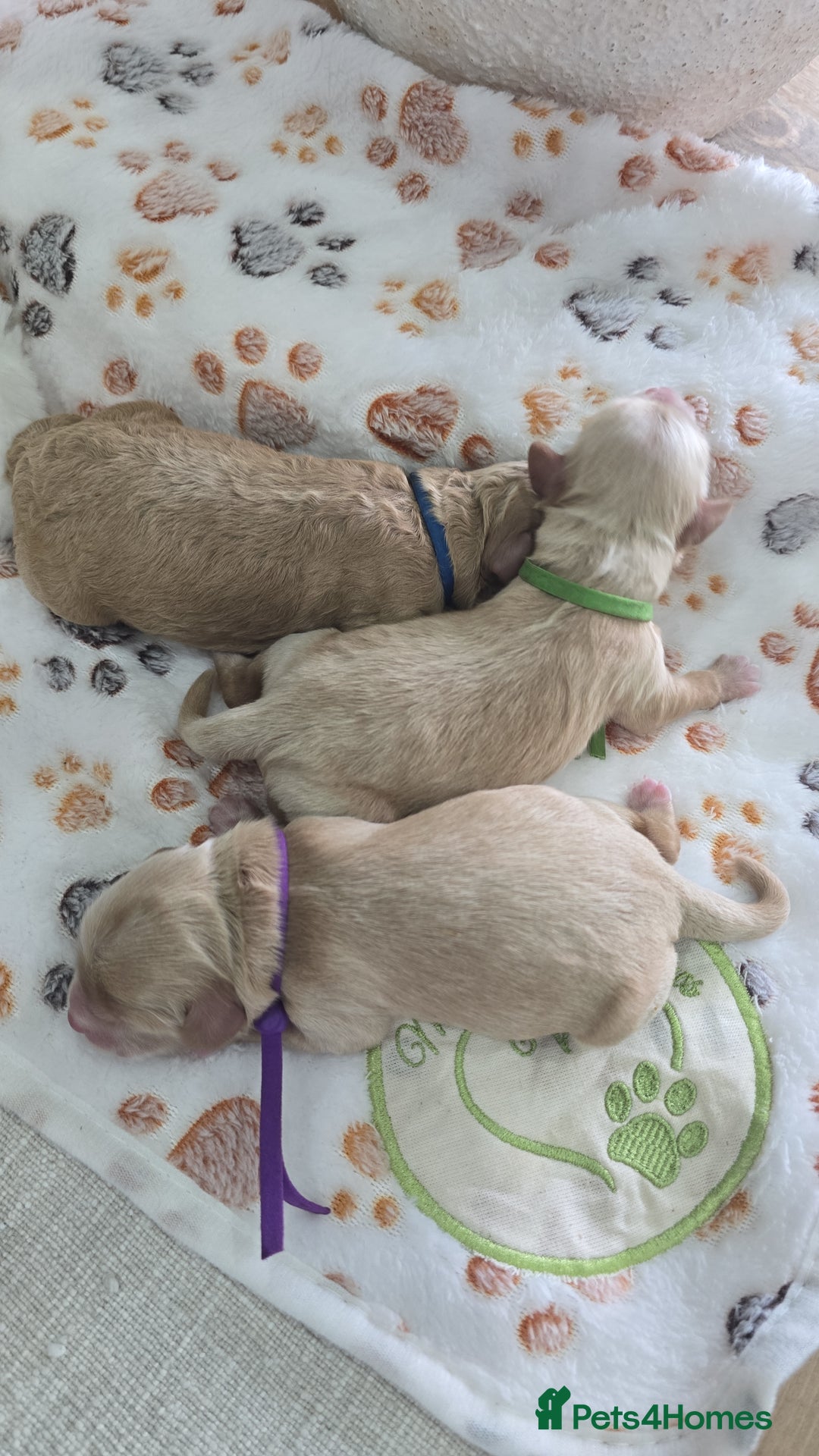 Cockapoo dogs for sale:  Toy cockerpoo health tested licensed Breeder  - Advert 14