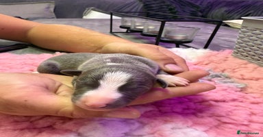 Whippet dogs - Advert 1