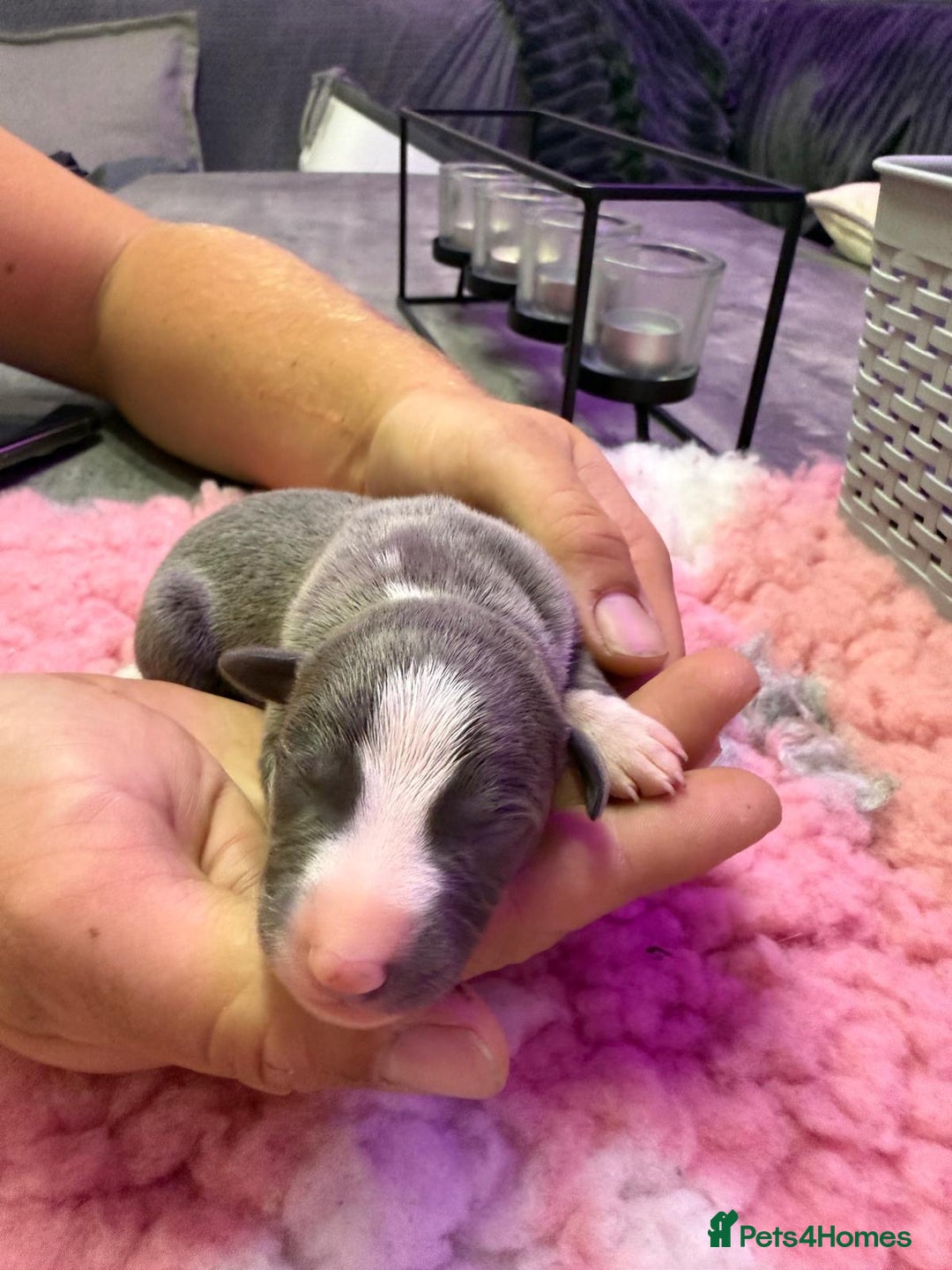 Whippet dogs for sale: Whippet , blue and blue and white puppies for sale - Image 2