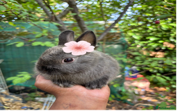 Netherland Dwarf rabbits for sale: Pure bred netherland dwarf ready to reserve  - Image 12