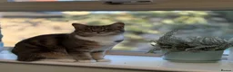 Domestic Shorthair cats for sale: Bonded young pair need a new home  in Wetherby - Advert 3