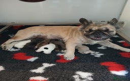 French Bulldog dogs for sale: Fluffy frenchie puppy **Ready Now** - Advert 13