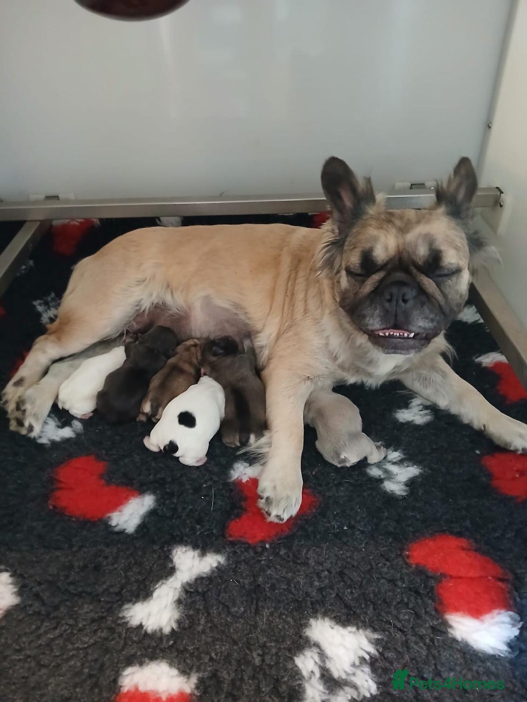 French Bulldog dogs for sale: Fluffy frenchie puppy **Ready Now** - Advert 13