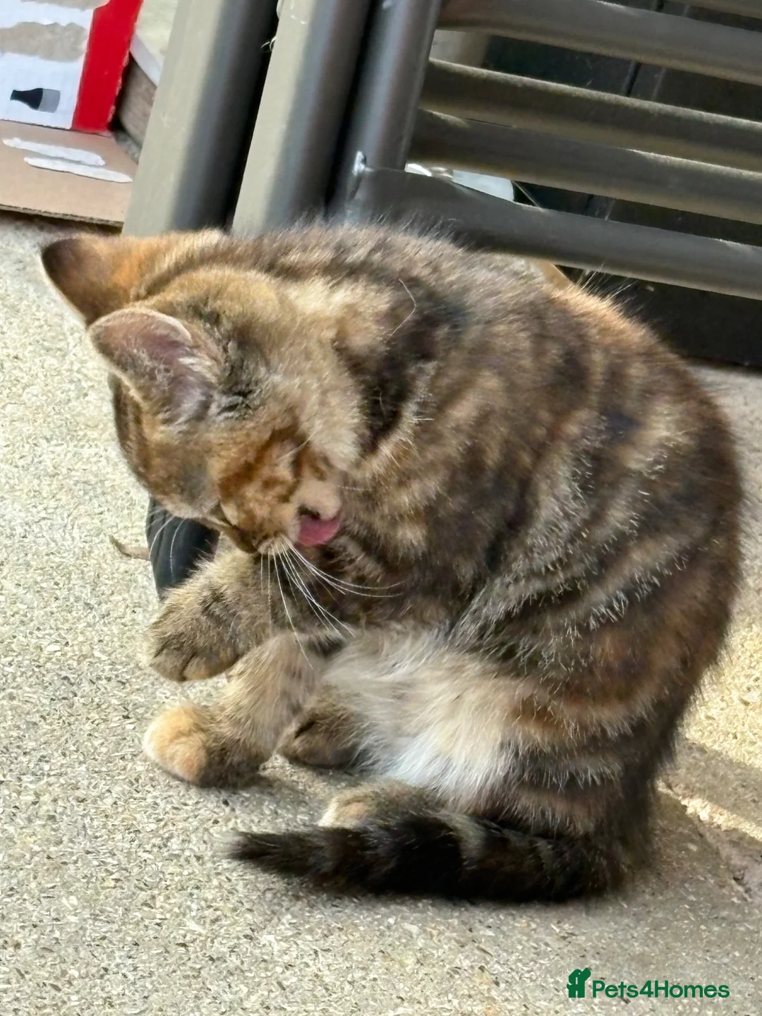 Mixed Breed cats for sale: 3 lovely female kittens - Advert 18