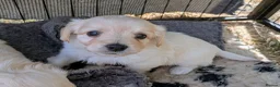 Mixed Breed dogs for sale: 2 blonde girls. Poodle x Biewer Terrier Puppies  - Advert 33