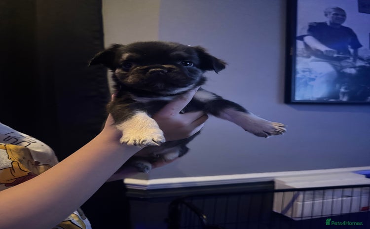 French Bulldog dogs - Advert 15