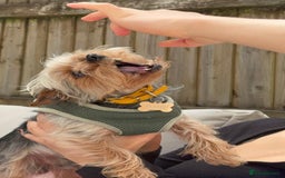 Yorkshire Terrier dogs for stud: August - Image 4