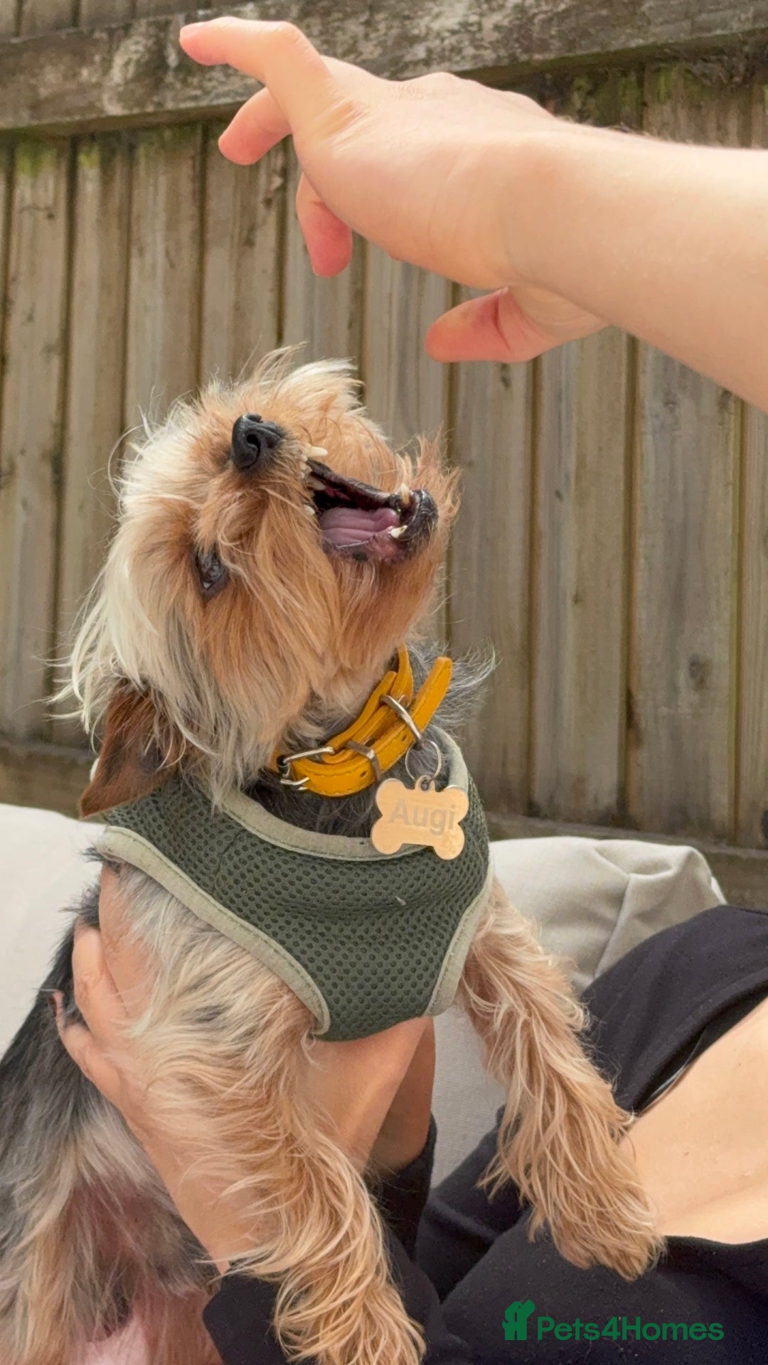 Yorkshire Terrier dogs for stud: August - Image 4