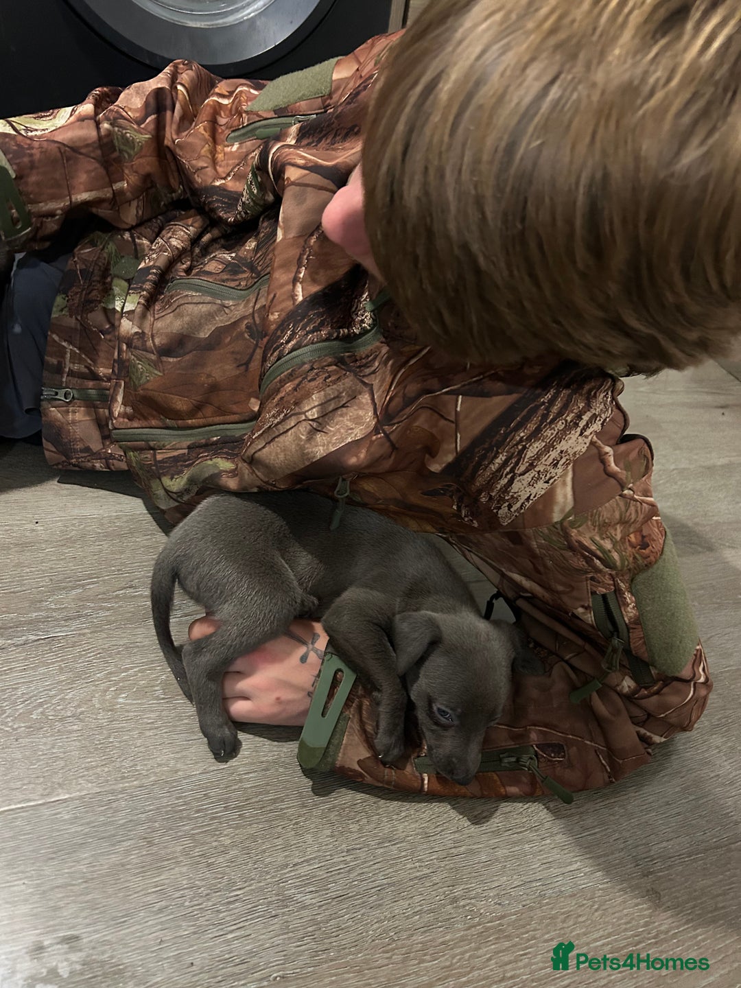 Whippet dogs for sale: Whippet pups - Image 13