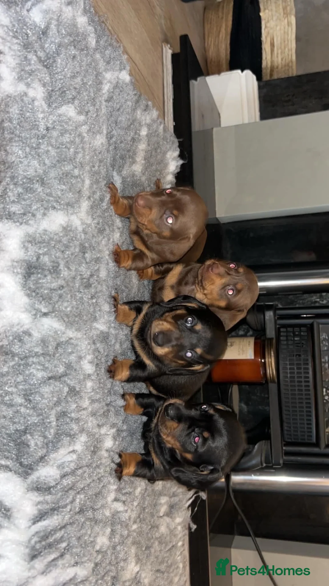 Miniature Dachshund dogs for sale: 4 beautiful miniature dachshunds - Advert 2