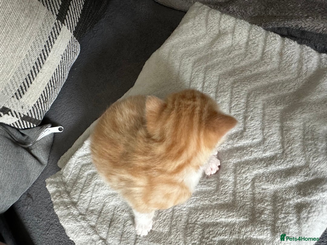 Mixed Breed cats for sale: Beautiful kittens  - Image 29