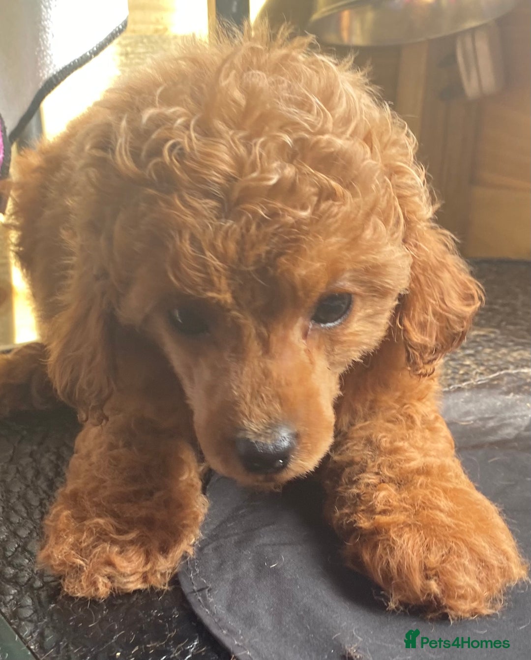 Toy Poodle dogs for sale: Kc toy poodle red boys - Image 15