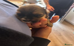 Shorkie dogs for sale: Shorkie pups - Image 7