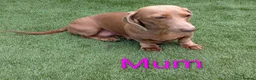 Dachshund dogs for sale: 4 Beautiful miniature Dachshunds puppies for sale - Advert 2