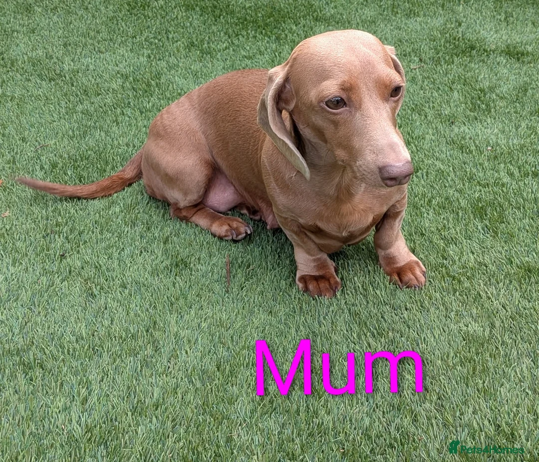Dachshund dogs for sale: 4 Beautiful miniature Dachshunds puppies for sale - Advert 2