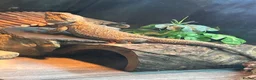 Bearded Dragon reptiles for sale: Male bearded dragon - Advert 2
