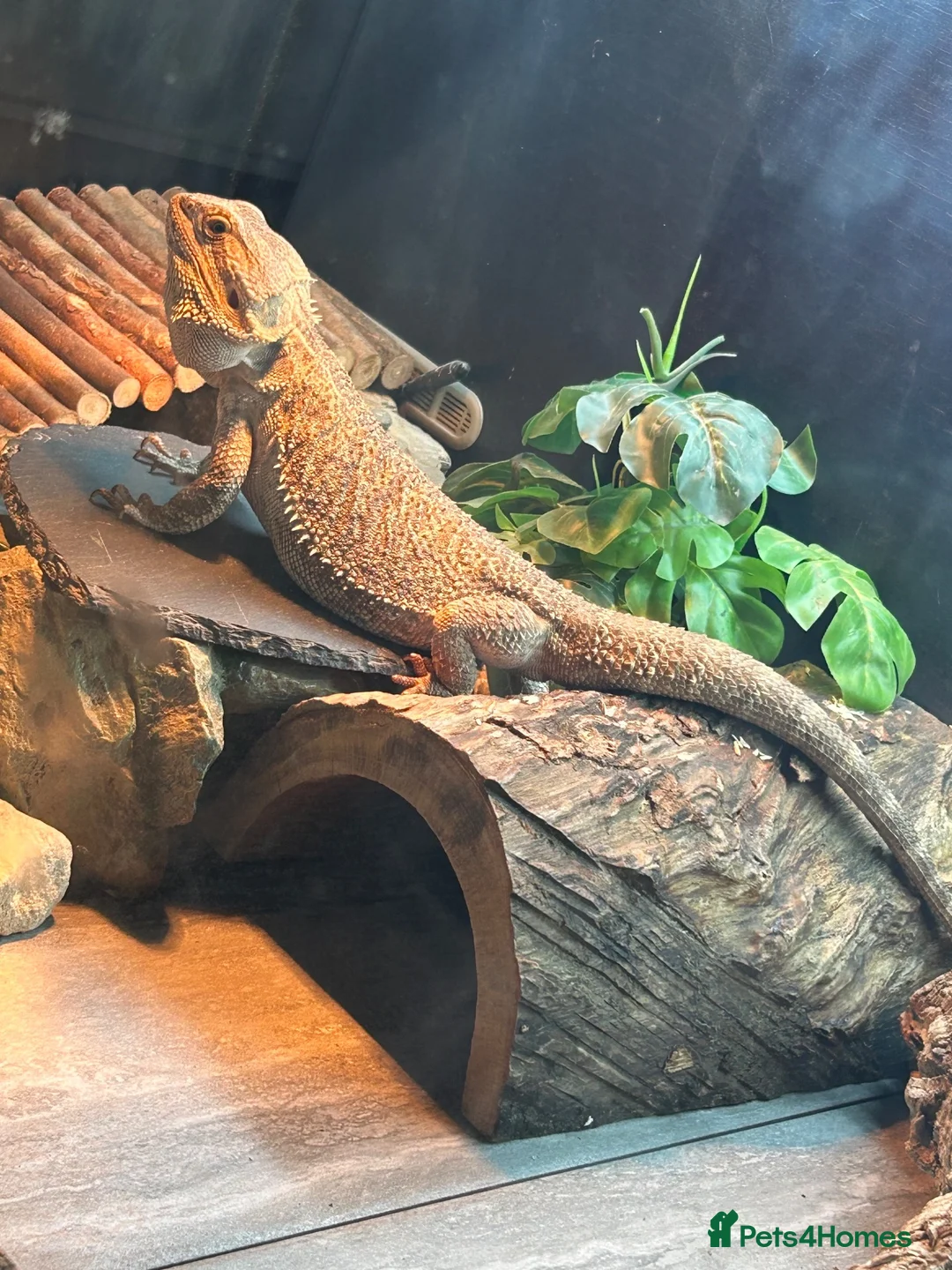 Bearded Dragon reptiles for sale: Male bearded dragon - Advert 2