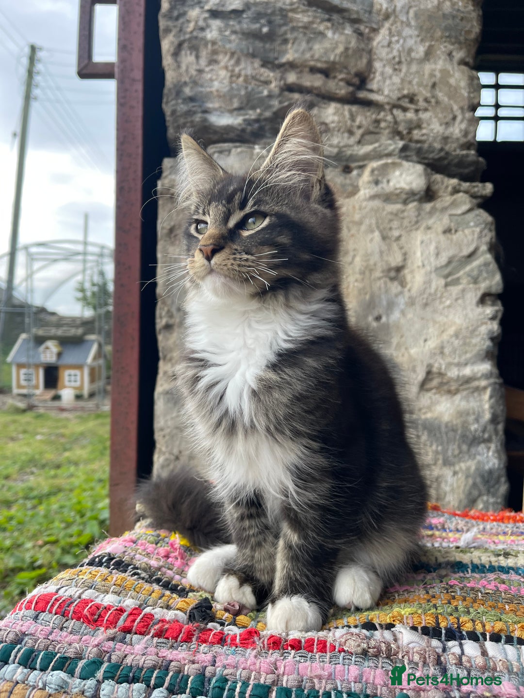 Maine Coon cats for sale: Full pedigree MaineCoon kittens  - Image 14