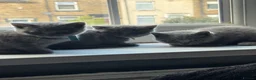 British Shorthair cats for sale: Pure British shorthair kittens - Advert 5