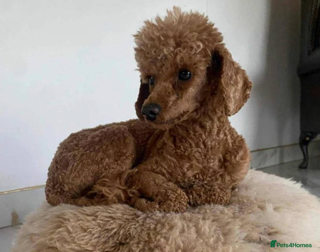 Cavapoo dogs for sale: 2 BOY CAVAPOOS 💙👑 in Northallerton - Advert 7