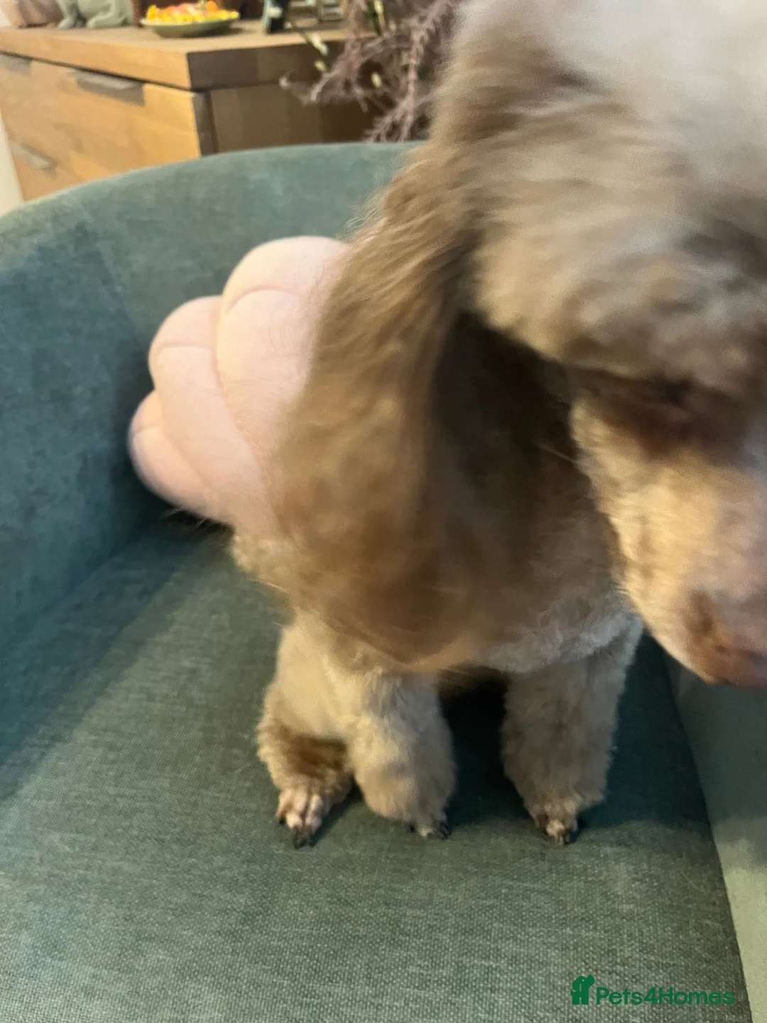 Toy Poodle dogs for sale: Phantom Toy poodle - Advert 2
