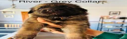 German Shepherd dogs for sale: 10 beautiful pure pedigree KC reg pup!  in Barnstaple - Advert 7