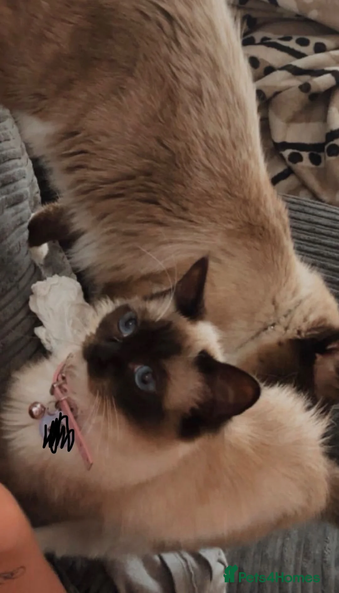 Ragdoll cats for sale: Female ragdoll for sale - Advert 4