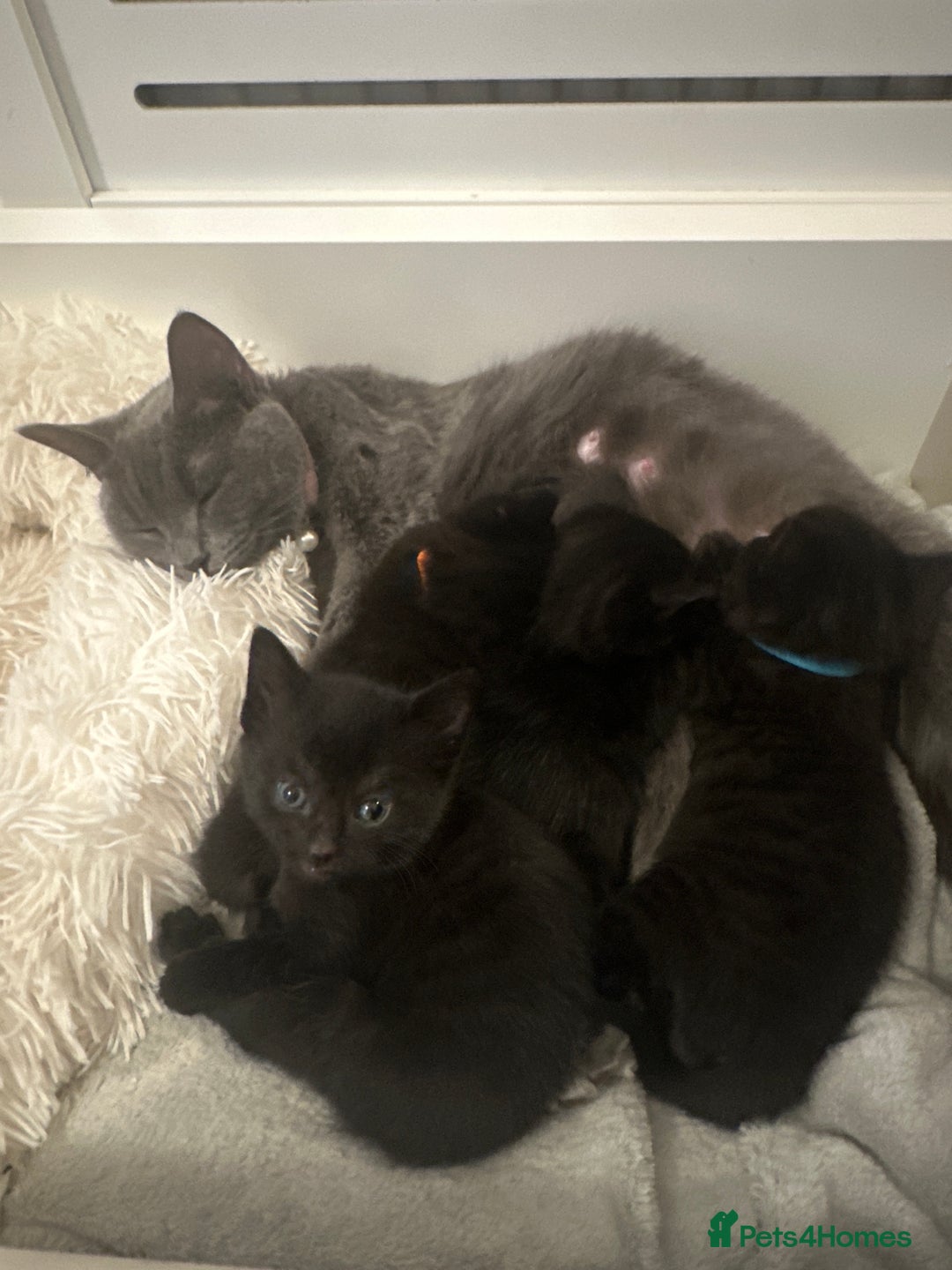 Mixed Breed cats for sale: Black kittens with slight grey tabby - Advert 3