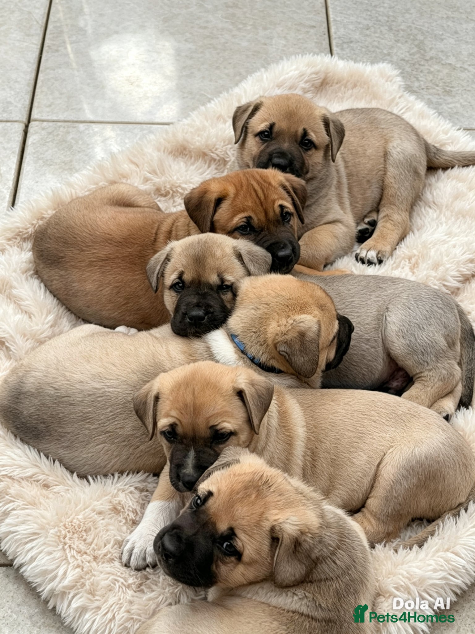 Mixed Breed dogs  Ready to go! Stunning Kangal cross  - Advert 18