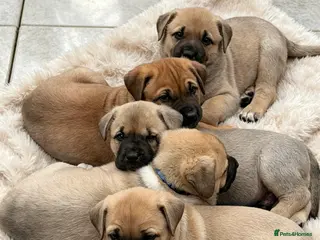 Mixed Breed dogs Ready to go! Stunning Kangal cross - Advert 18